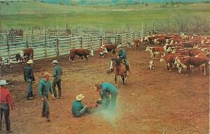 Cattle Branding Time, Chrome