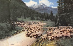 Sheep Herding In Great West Sheep 1955 