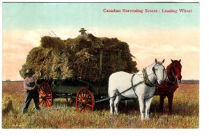 Canadian Harvesting Scenes, Loading Wheat, Farming