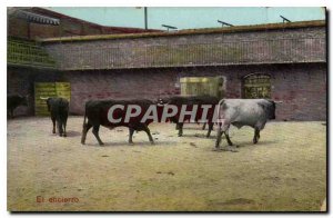 Postcard Modern Bull Bullfight El encierro