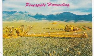 Hawaiian Libby's Pineapple Field Pineapple Harvesting