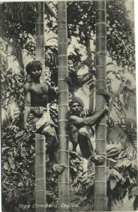 PC CEYLON - SRI LANKA, TREE CLIMBERS, Vintage Postcard (b29014)