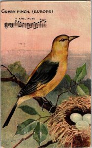 Green Finch Europe-Pretty Bird Drawing-Call Notes-Vintage Postcard Music KO19