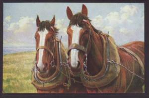 Horses Postcard 