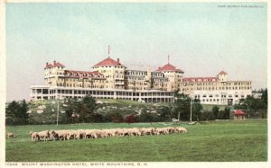 Vintage Postcard Mount Washington Hotel Sheeps White Mountains New Hampshire NH