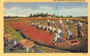 Harvesting Cranberries Cape Cod, Massachusetts, USA Unused 