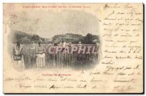 Old Postcard Collection tuberous Parfurmerie Young Molinard in Grasse