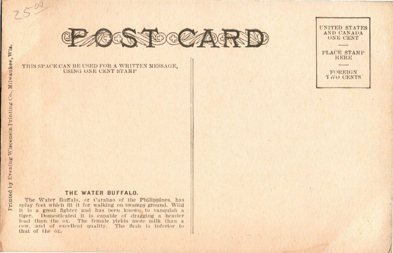 Barnum and Bailey Circus Water Buffalo Vintage Postcard U23