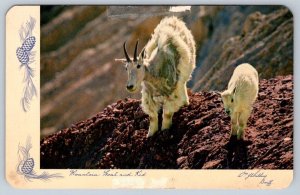 Rocky Mountain Goat And Kid, Vintage 1956 Chrome Postcard