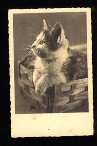 3047629 Charming KITTEN in Basket vintage PHOTO