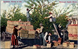 Postcard WA Spokane Farmers Harvesting Apples for National Apple Show ~1910 S65