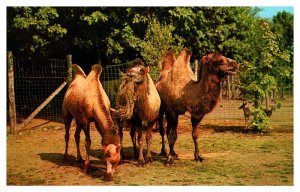 Postcard ANIMAL SCENE Catskill New York NY AT3538