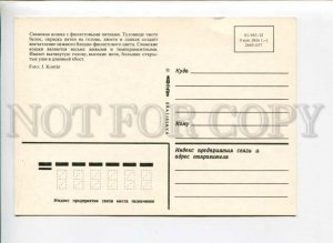 3004358 SIAMESE CAT w/ Violet PHOTO Russian PC