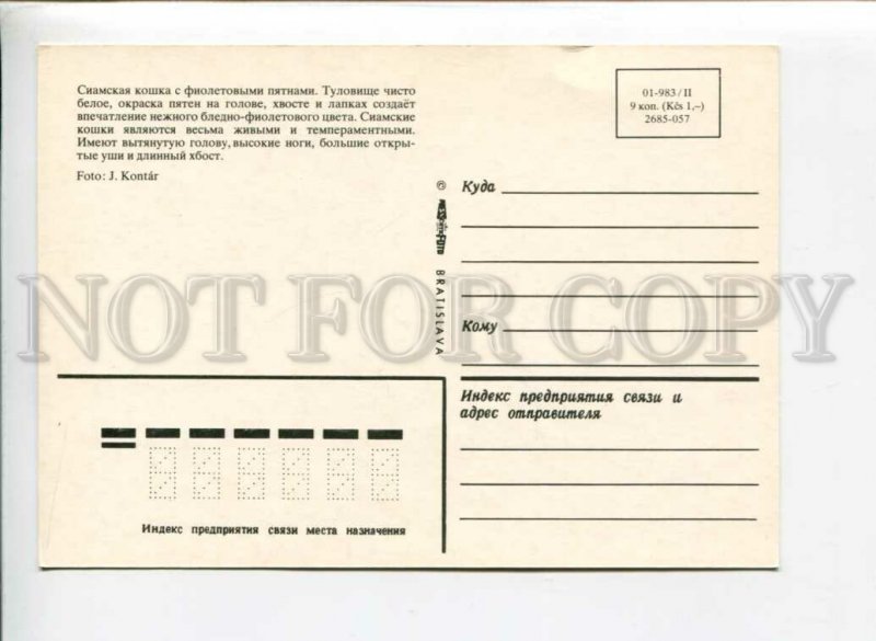 3004358 SIAMESE CAT w/ Violet PHOTO Russian PC