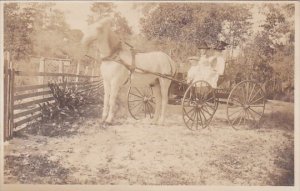 Horses Couple In Horse Drawn Carriage Real Photo