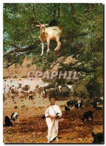 Modern Postcard Goats in Argan trees in the Valley of Souss