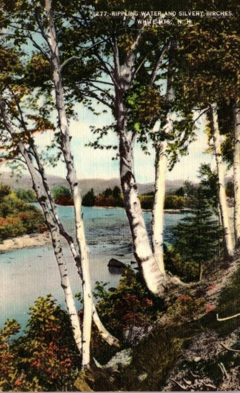 New Hampshire White Mountains Rippling Water and Silvery Birches