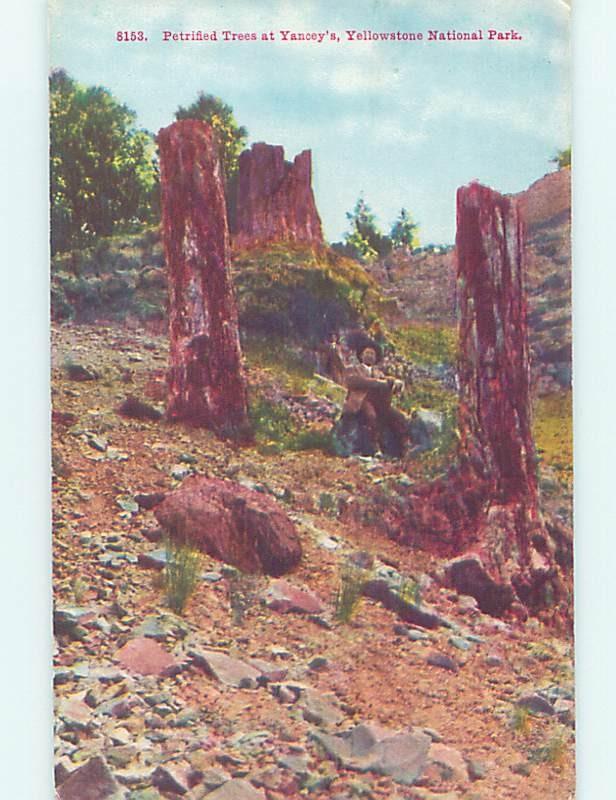 Divided-Back PETRIFIED TREE AT YANCEY'S Yellowstone National Park WY H4005