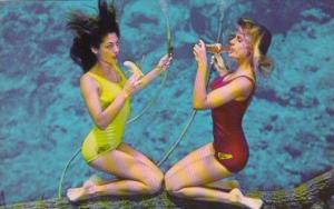 Florida Weeki Wachee Springs Lovely Mermaids