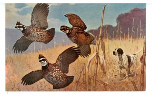 Birds - Bob White Quail