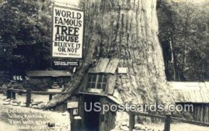 Real Photo - Tree House - Lilley Redwood Park, California CA  