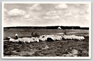 Netherlands Schaapskudde Epe-Heerde Sheep RPPC Real Photo Postcard M34