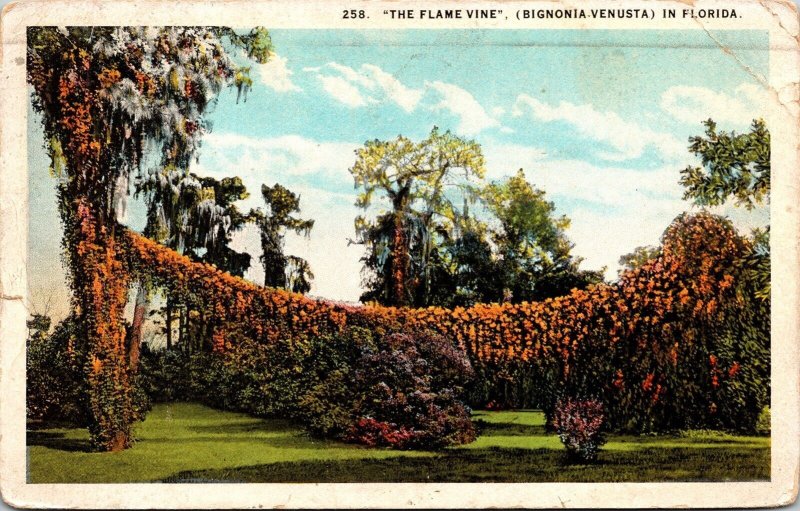 Flame Vine Bignonia Venusta Florida FL Postcard WOB Note Lake Worth Postcard 