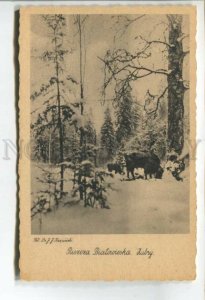 478465 Bialowieza Forest ZUBR BISON Winter postcard Fot. Karpinski POLAND