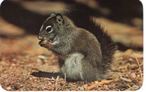 US    PC3995  GRAY SQUIRREL, UTAH