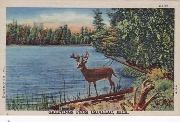 Michigan Greetings From Cadillac Curteich