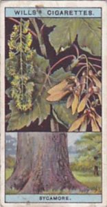 Wills Vintage Cigarette Card Flowering Trees &  Shrubs 1924 No 44 Sycamore