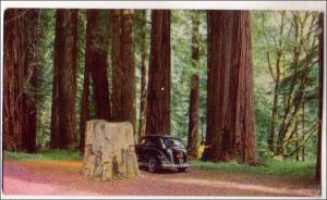 CA - Redwood Grove, Dyerville.  (Union Oil Co.) (crease)