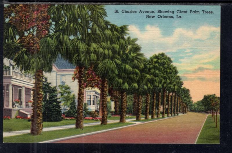 St Charles Avenue,Giant Palm Trees,New Orleans,LA