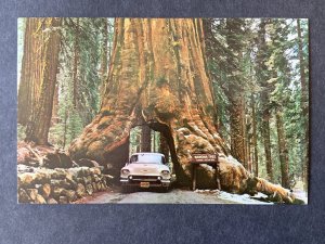 Wawona Tree Yosemite Nat'l Park CA Chrome Postcard H1146083344