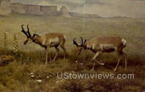 American Antelope Exhibit - Denver, Colorado CO  
