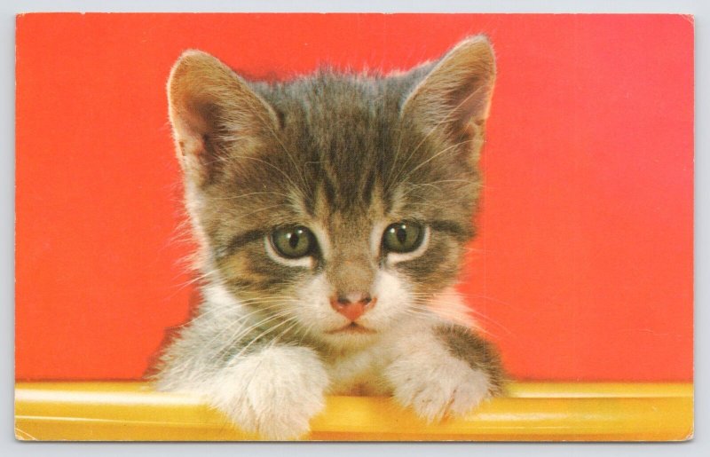 Animal~Closeup Cute Gray Kitten Peeking Over Edge~Red Back~Vintage Postcard 
