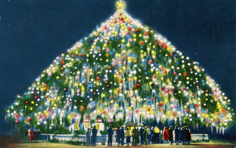 NC - Wilmington. World's Largest Living Christmas Tree