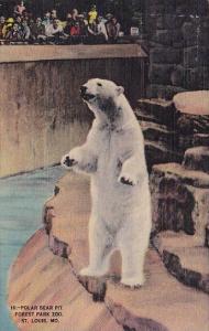 Polar Bear Pit Forest Park Zoo Saint Louis Missouri 1943