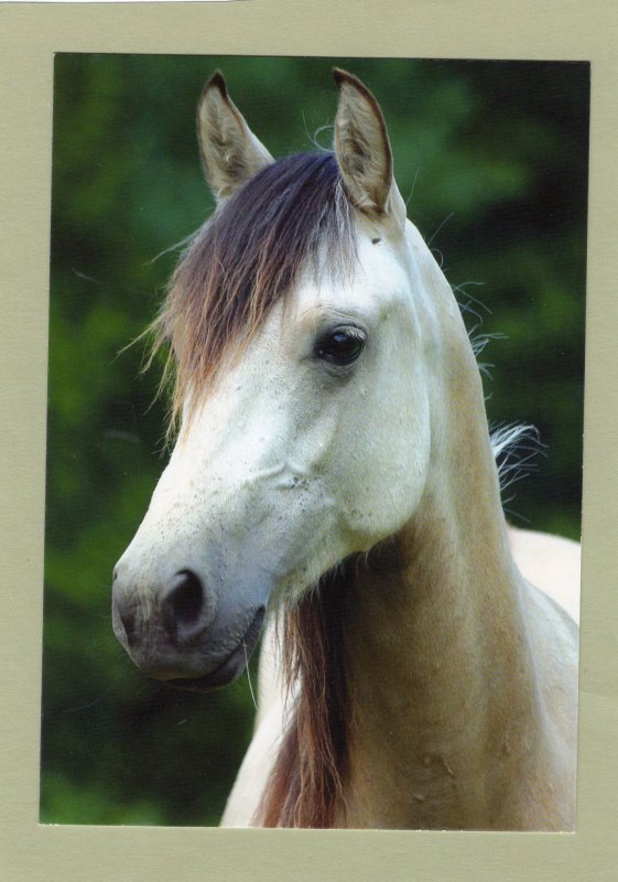 Morgan Mare Lovely Horse Postcard Head Study