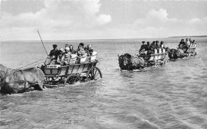 BG23408 nordseebad sahlenburg types horse chariot wattwagen  germany CPSM 14x9cm