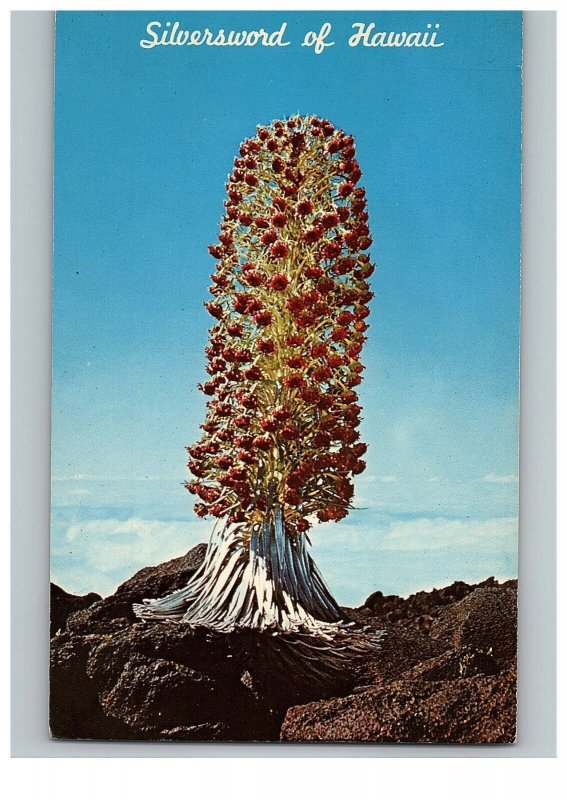 Silversword a rare plant found in desolate spots within craters Maui Postcard