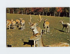 Postcard Deer Farm At Jacob's Ladder Summit, Becket, Massachusetts
