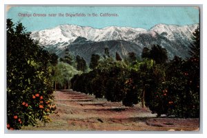 c1908 Postcard CA Orange Groves Snowfields So. Southern California 