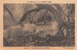 Alger Algeria Tombs Graveyard Cemetery Olive Trees Antique Postcard J76844