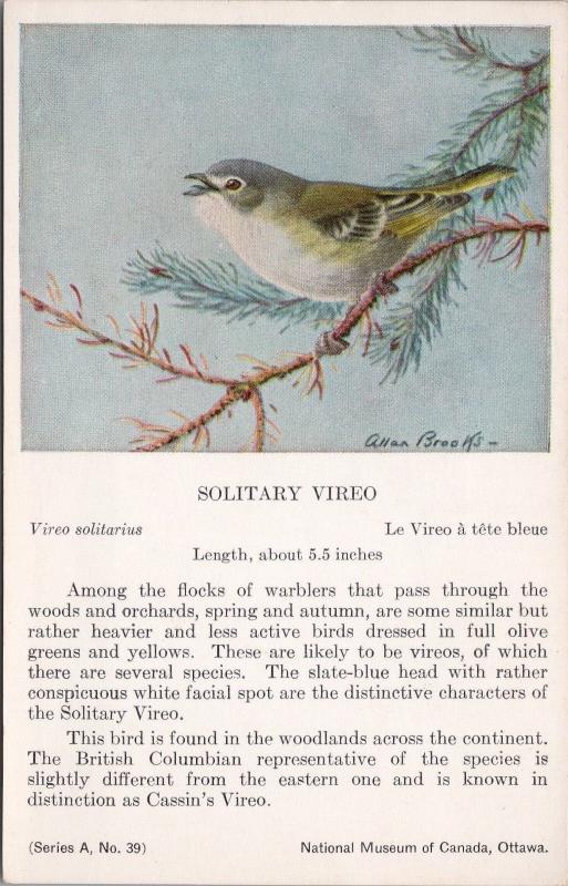 Solitary Vireo Bird National Museum of Canada Allan Brooks Artist Postcard D49