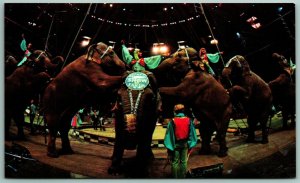 Elephant on Hind Legs Ringling Bros Barnum & Baily Circus UNP Chrome Postcard J8