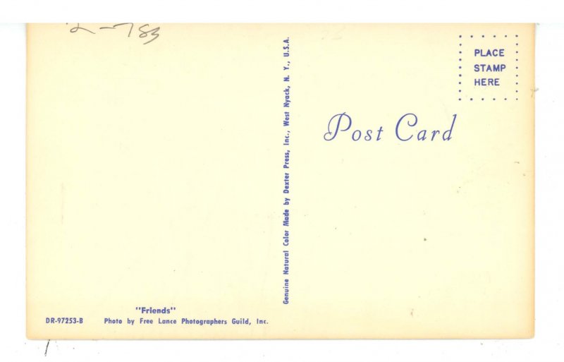 Dogs - Friends Come In All Forms