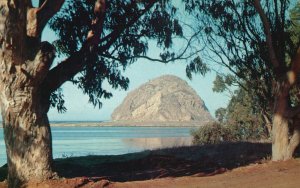 Vintage Postcard Morro Rock Formed By Eucalyptus Trees Volvanic Rock California