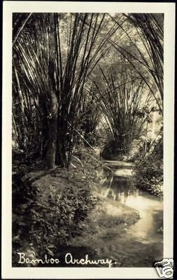 Trinidad, Bamboo Archway (1930s) RPPC 