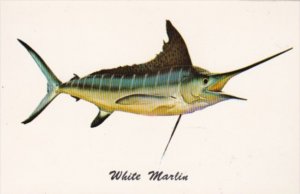 White Marlin Game Fish On The Atlantic Coast